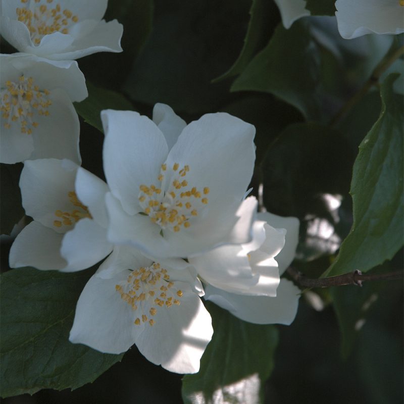 Hovijasmike Philadelphus pubescens tuomas