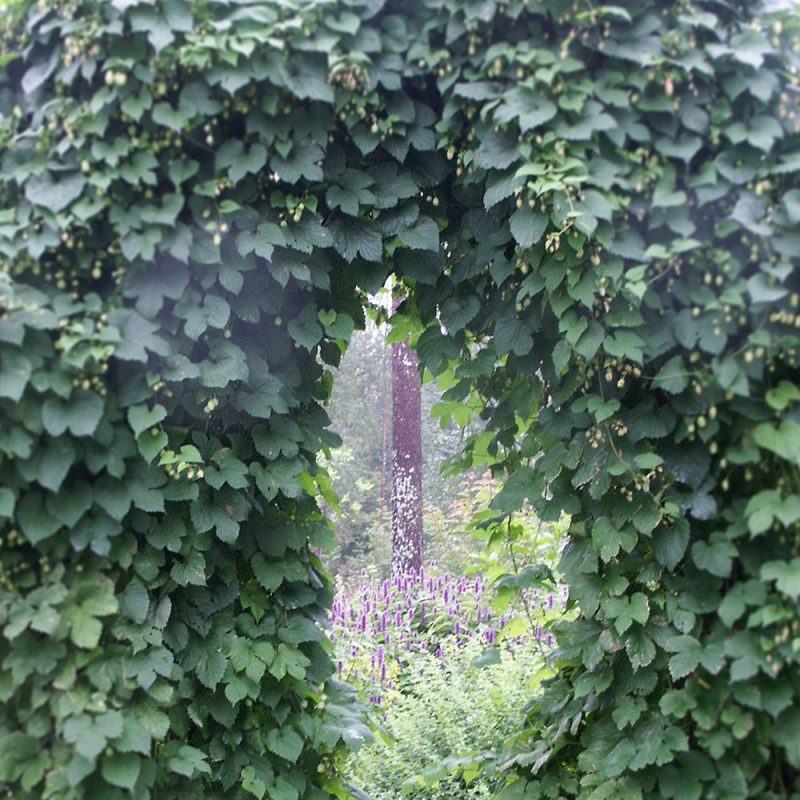 Humala-köynnös Humulus lupulus
