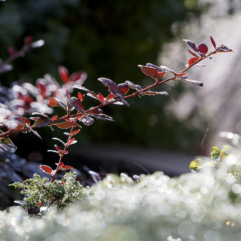 Hurmehappomarja Berberis × ottawensis ’Suberba’