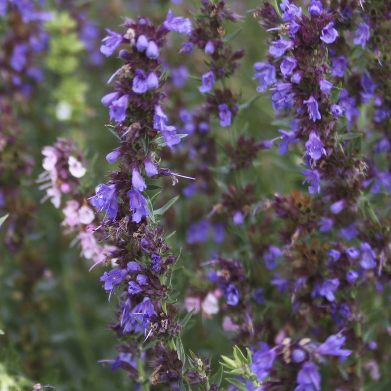 Iisoppi Hyssopus officinalis