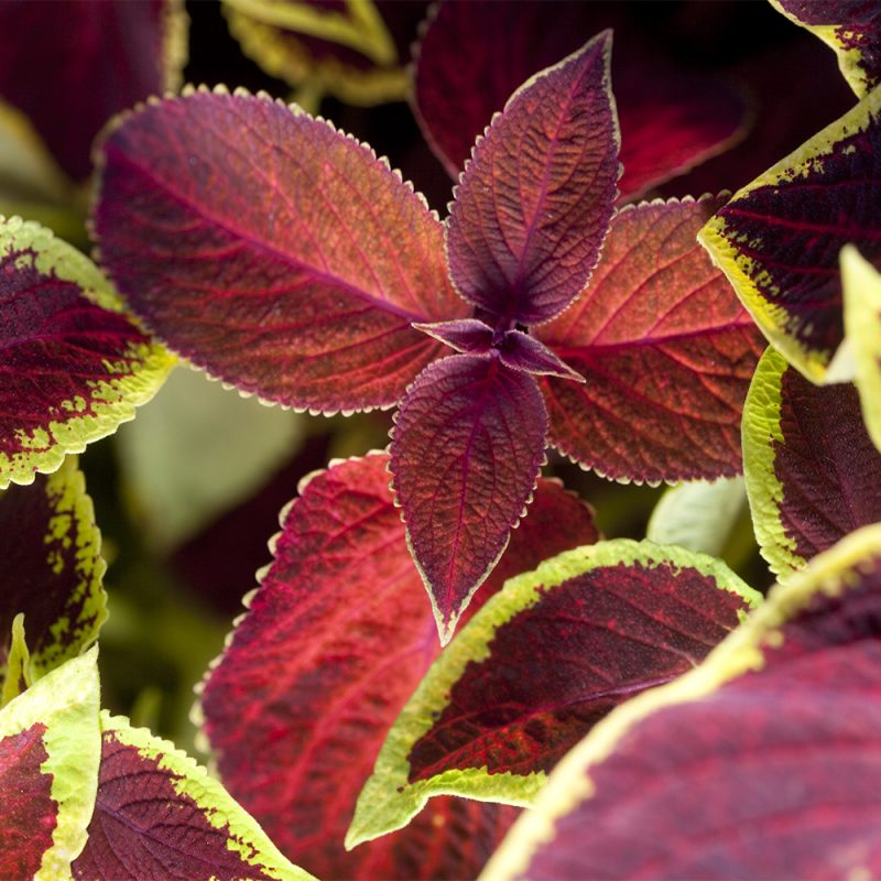 Isokirjopeippi Solenostemon scutellarioides lehti