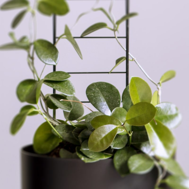Isoposliinikukka Hoya carnosa Kekkilä