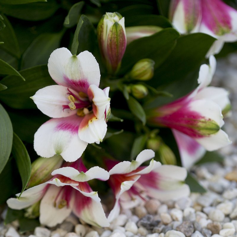 Jaloalströmeria Alstroemeria, punavalkoinen