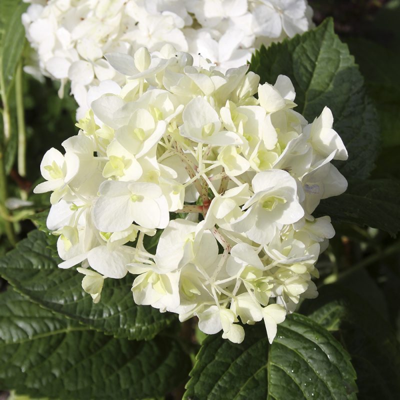 Jalohortensia Hydrangea 'Endless summer' The bride