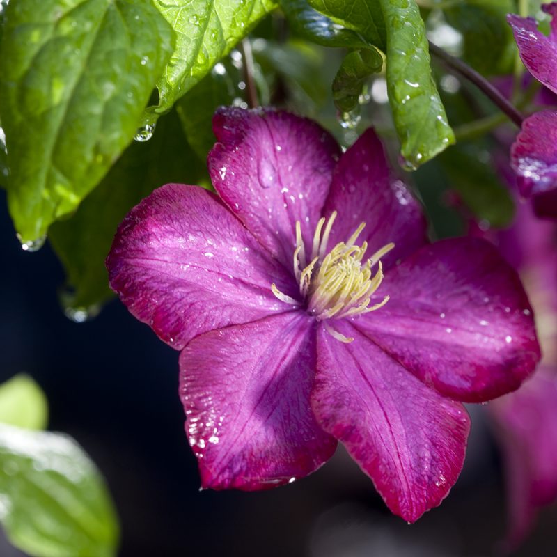 Jalokärhö Clematis 'Niobe'