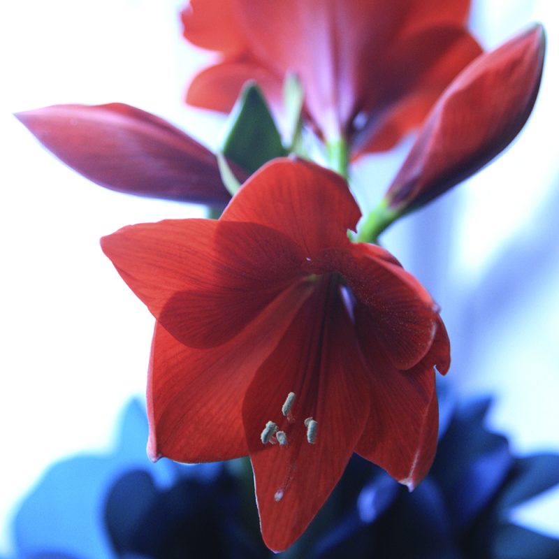 Jaloritarinkukka, amaryllis Hippeastrum sp. punainen kukka