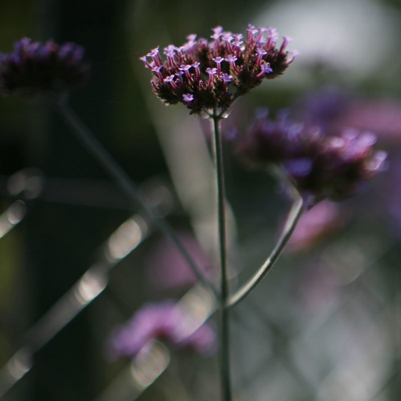 Jättiverbena Verbena bonariensis