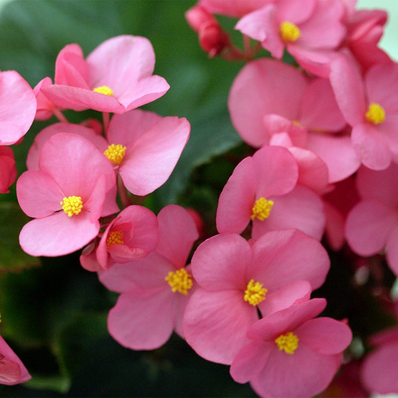 Joulubegonia annansilmä