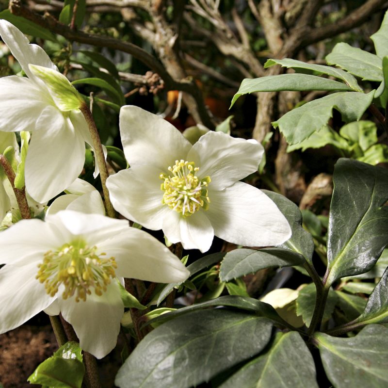 Jouluruusu Helleborus sp.