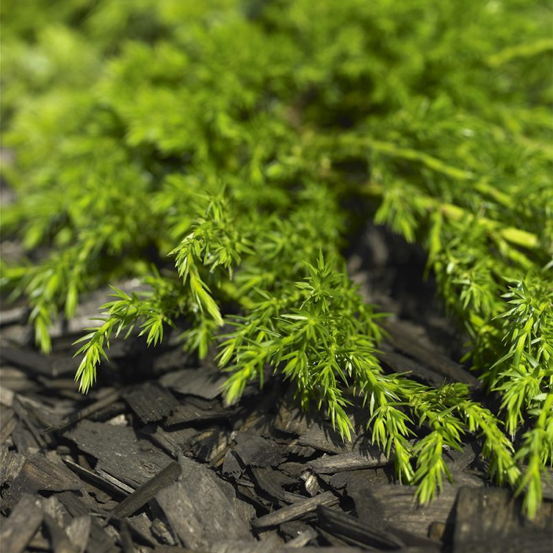 Kääpiökatajan Juniperus communis neulaset