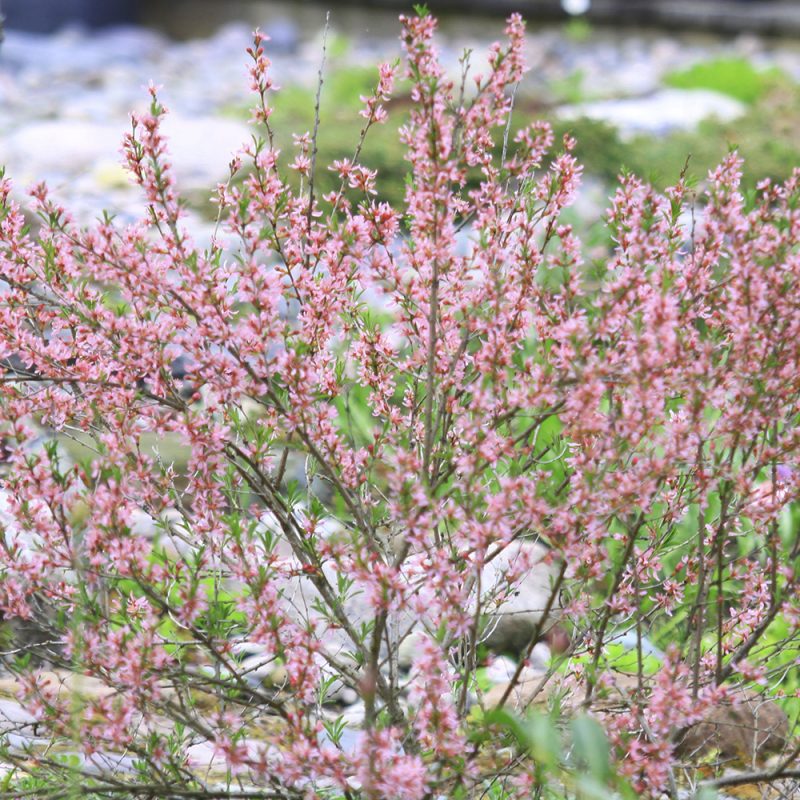 Kääpiömanteli Prunus tenella