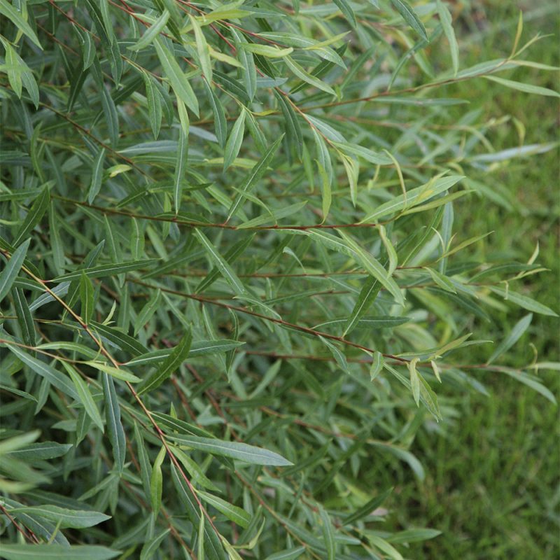 Kääpiöpunapaju Salix purpurea ’Nana’