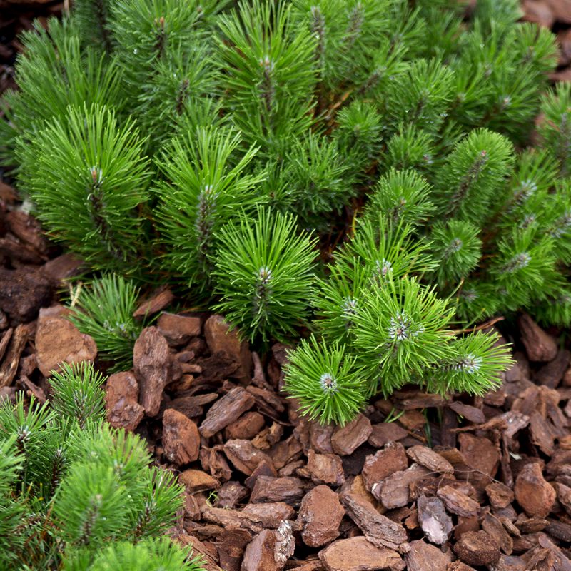 Kääpiövuorimänty Pinus mugo