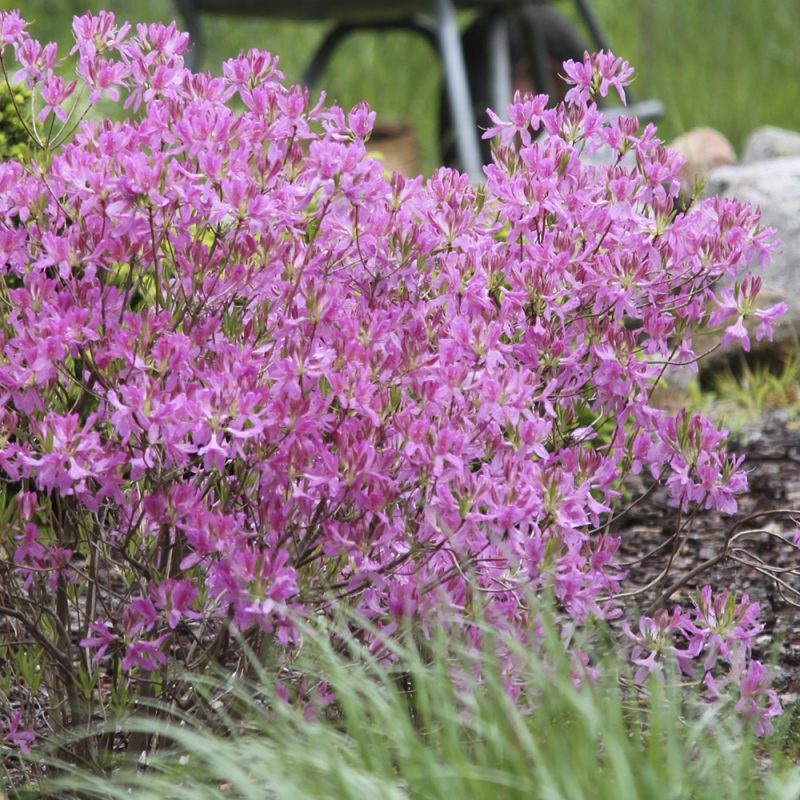 Kanadanatsalea Rhododendron canadense