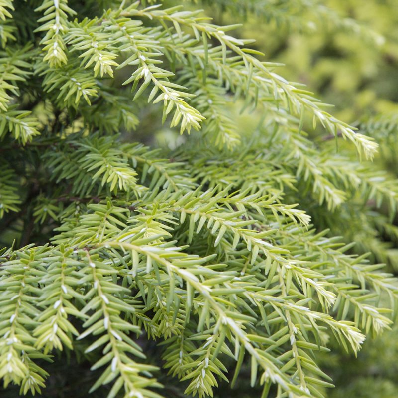 Kanadanhemlokki Tsuga canadensis