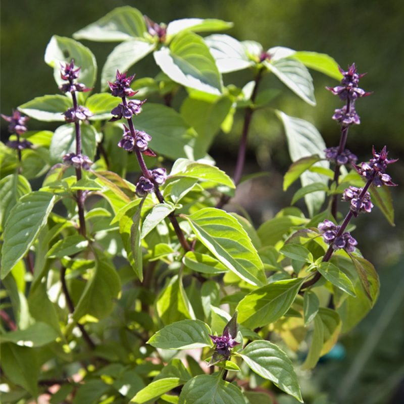 Kanelibasilika Ocimum basilicum 'cinnamon'