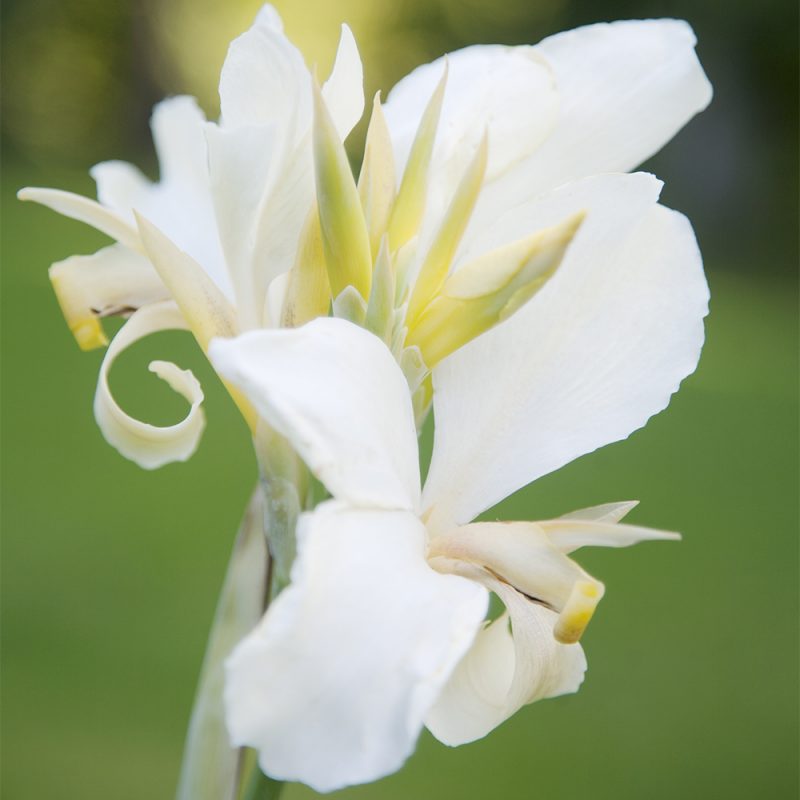 Kannan Canna x generalis valkoinen kukka