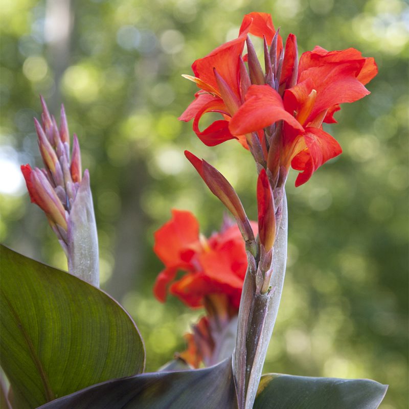 Kannan Canna x generalis punainen kukka