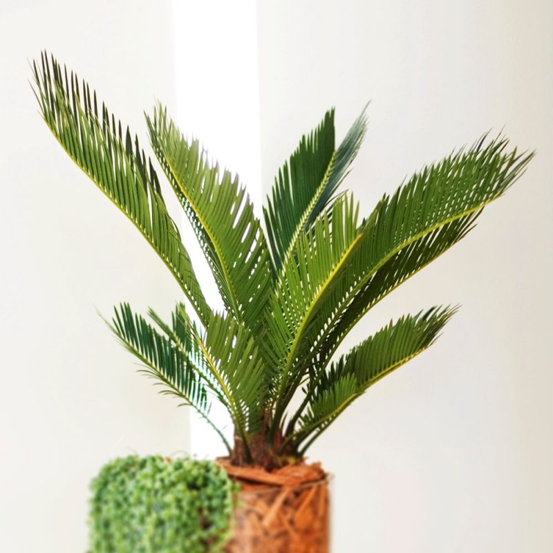 Käpypalmu Cycas revoluta