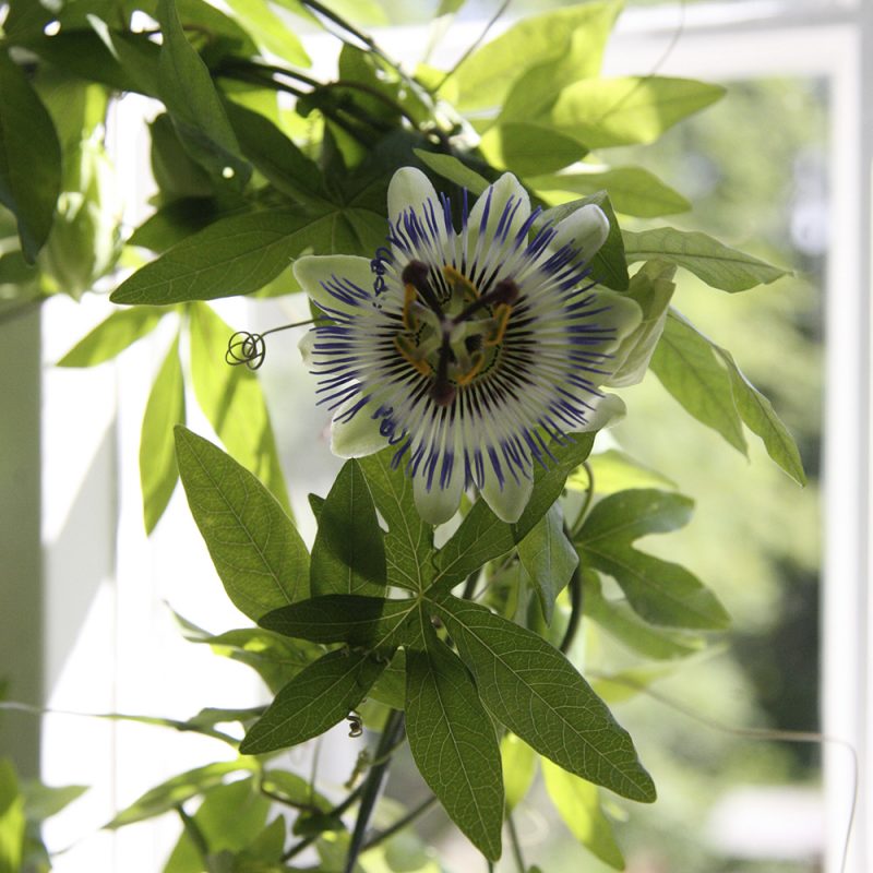 Kärsimyskukka Passiflora caerulea