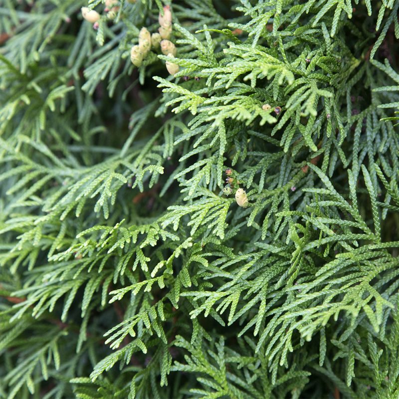 Kartiotuija Thuja occidentalis