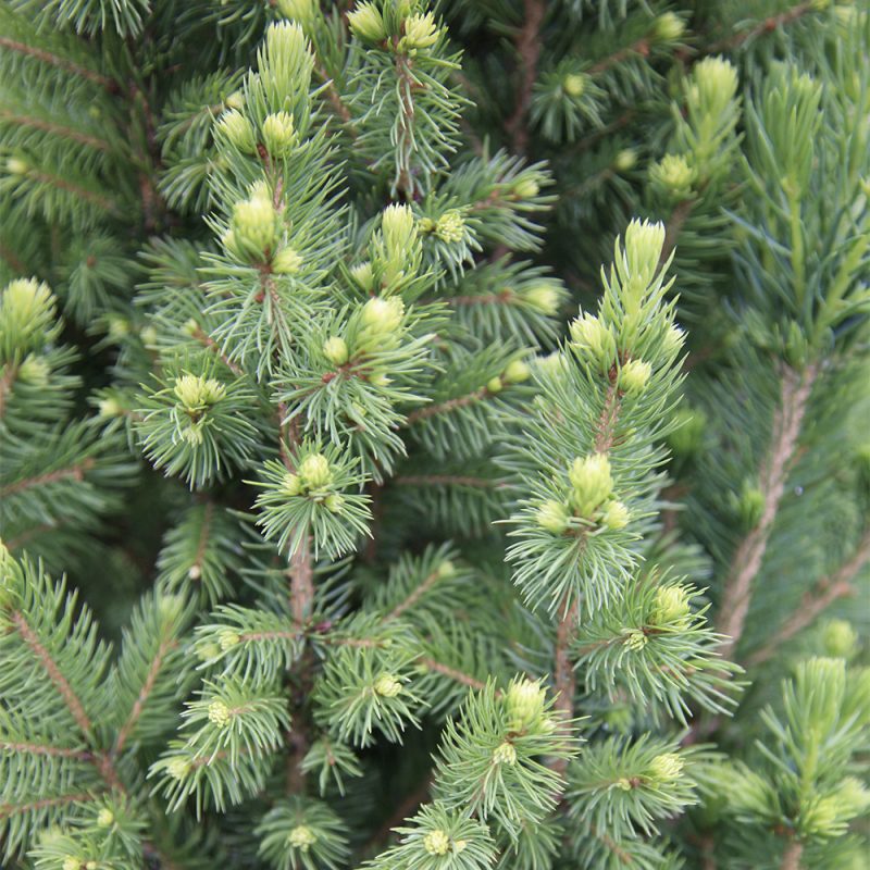 Kartiovalkokuusi_Picea glauca neulaset