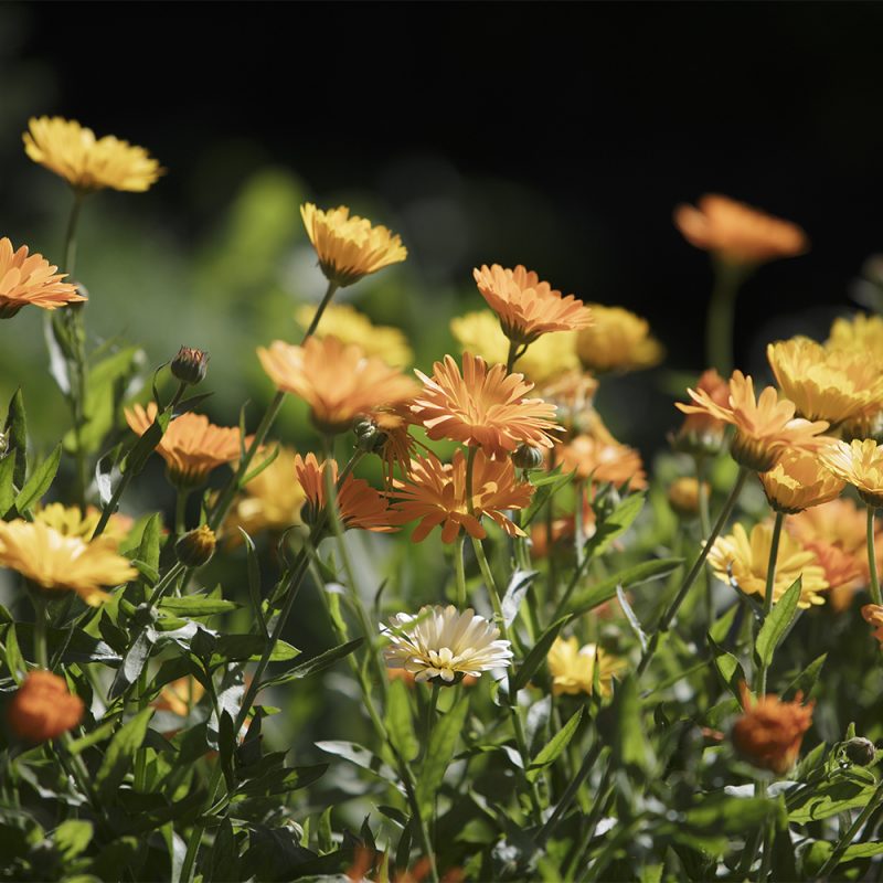 Kehäkukat Calendula officinalis