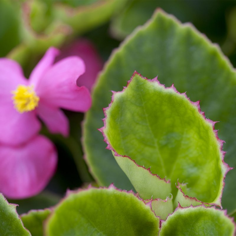 Kesäbegonia