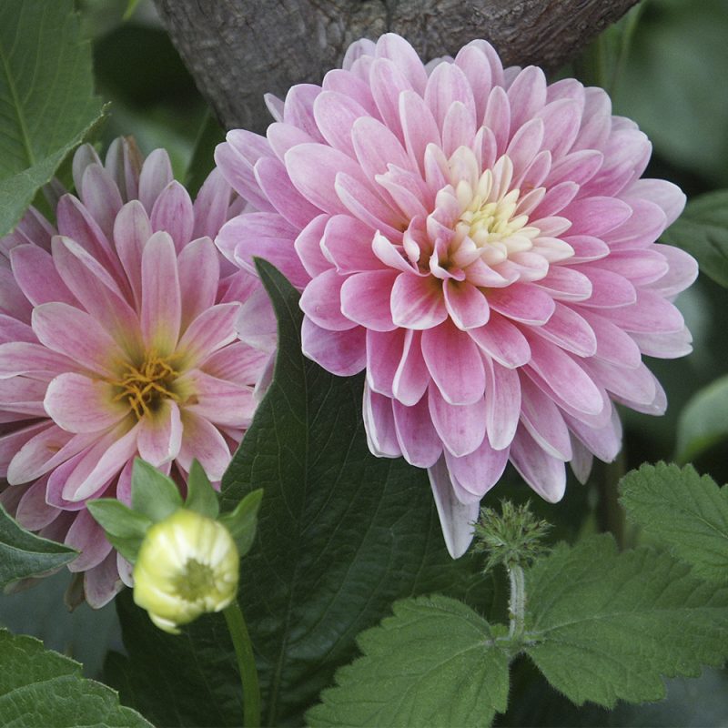 Kesädaalia Dahlia hortensis