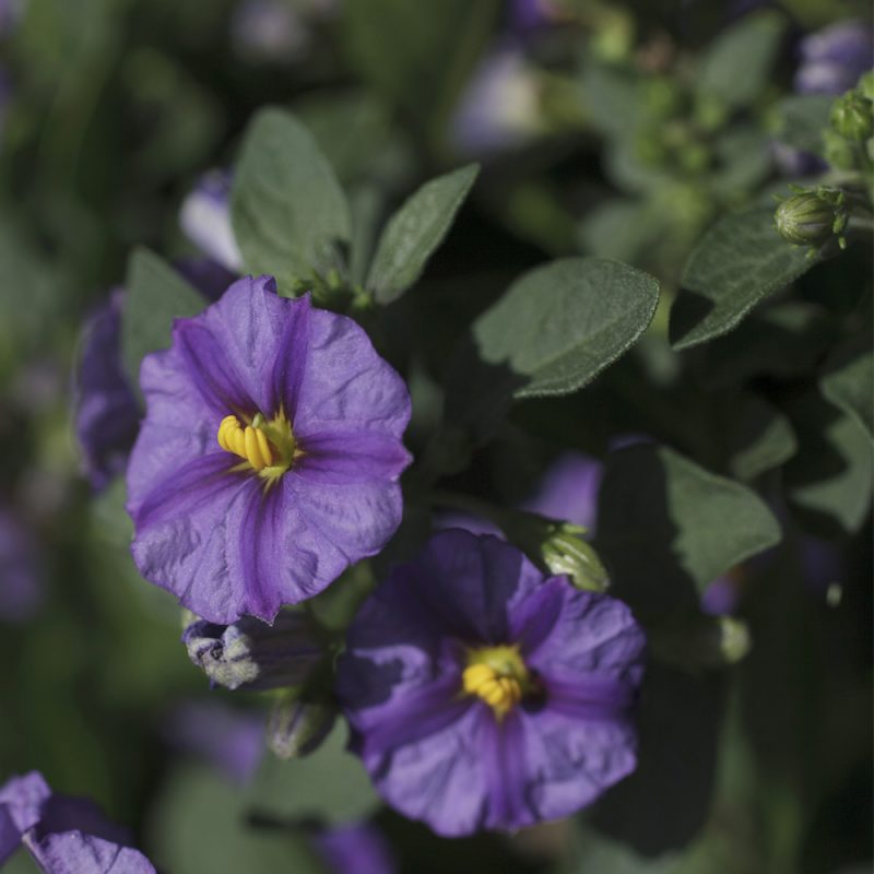 Kesäkoiso Solanum rantonettii