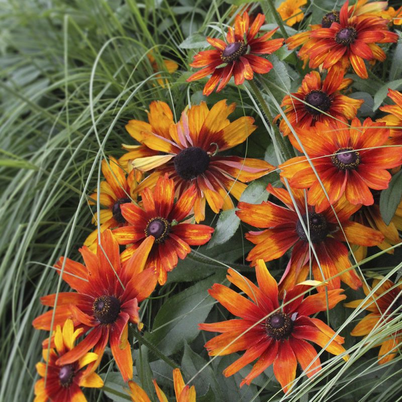 Kesäpäivänhattu Rudbeckia hirta yksinkertainen oranssi kukka