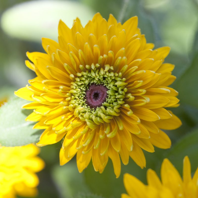 Kesäpäivänhattu Rudbeckia hirta keltainen kerrottu kukka