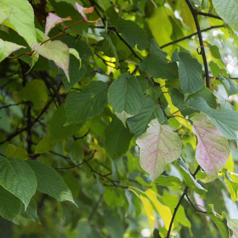 Kiinanlaikkuköynnös Actinidia kolomikta