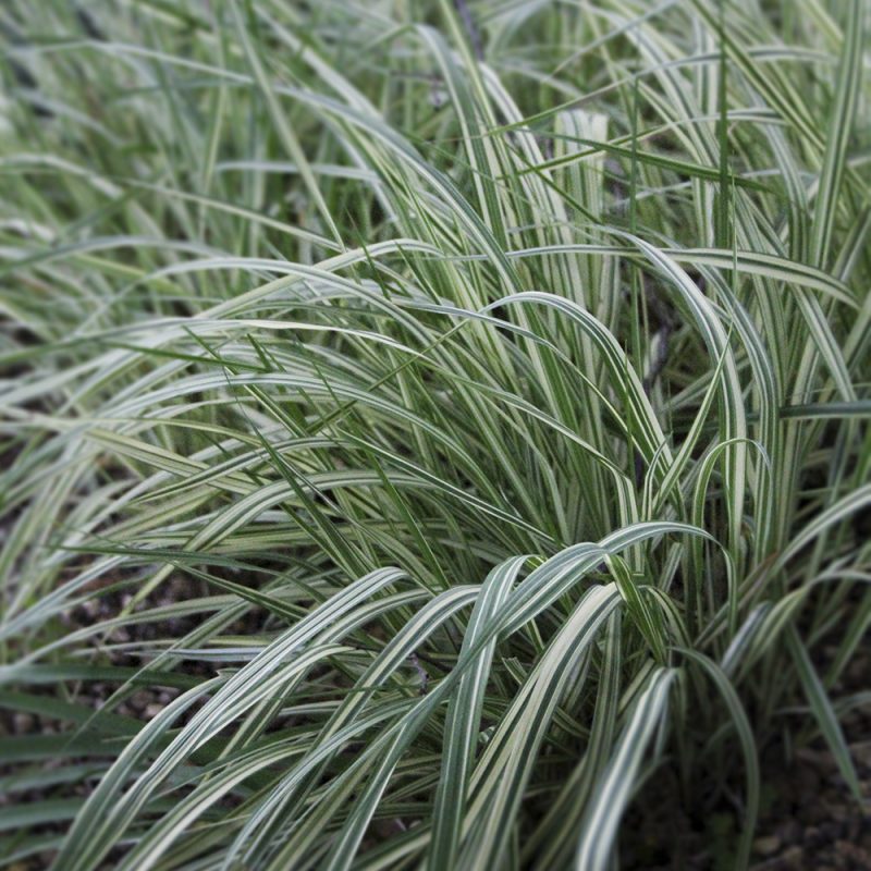 Kirjosiniheinä Molinia caerulea 'Variegata'