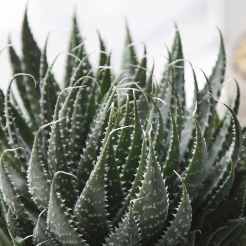 Kirjotähdet Haworthia