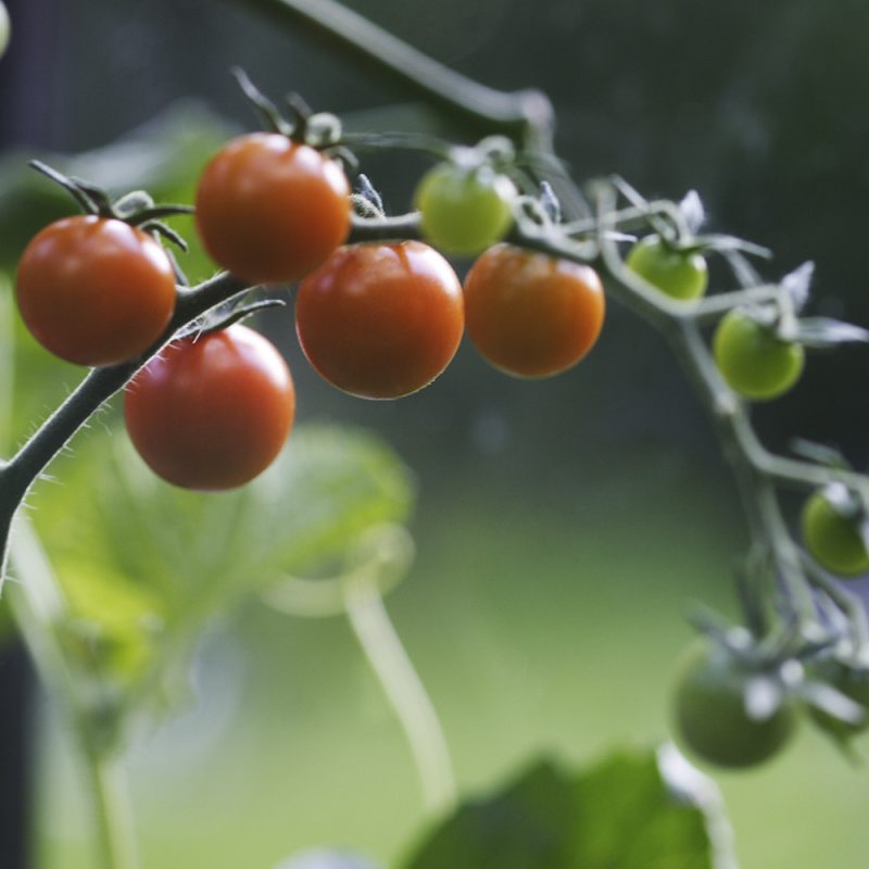 Kirsikkatomaatti Solanum lycopersicum