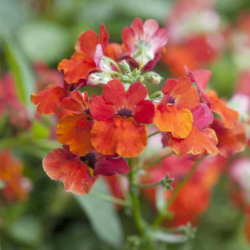 Kohtalonkukka Nemesia strumosa, punainen