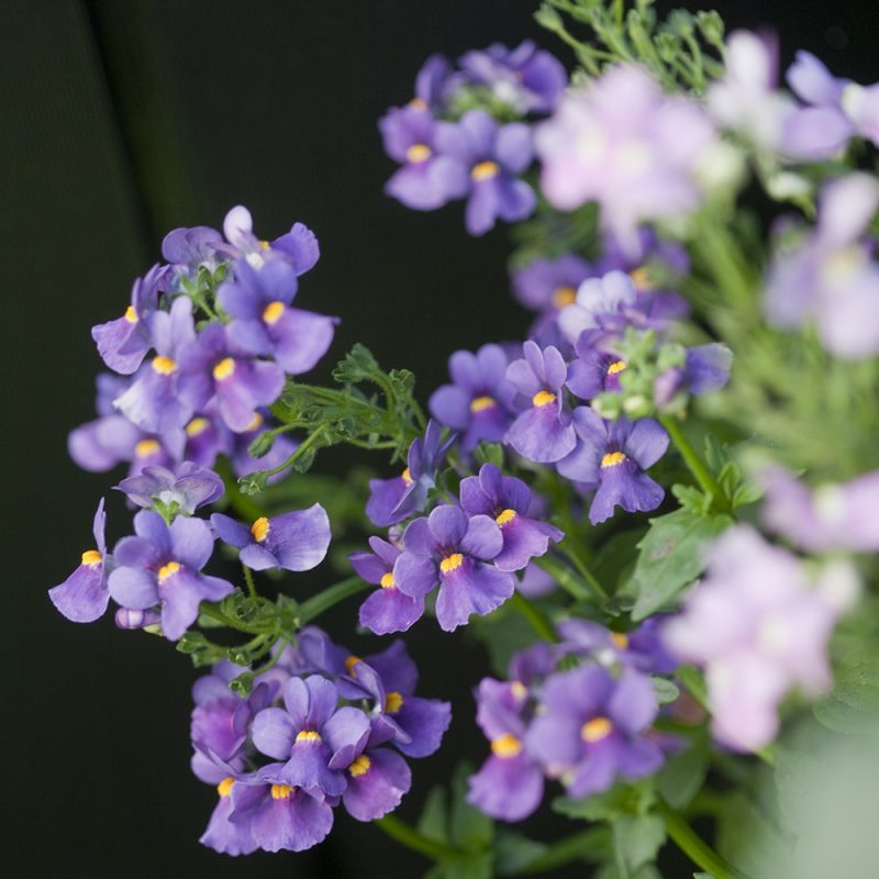 Kohtalonkukka Nemesia strumosa, lila