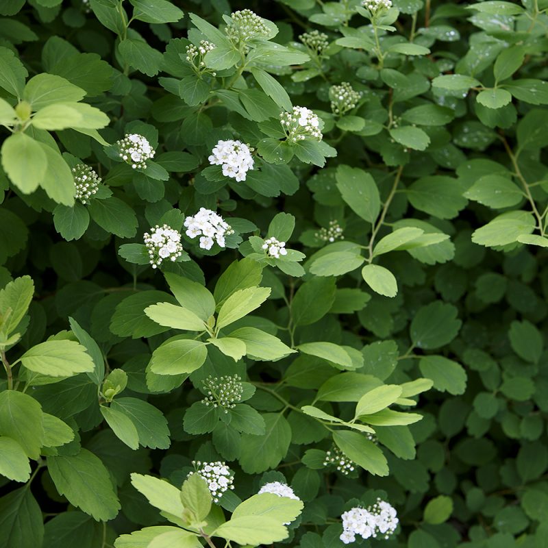 Koivuangervo Spiraea betulifolia