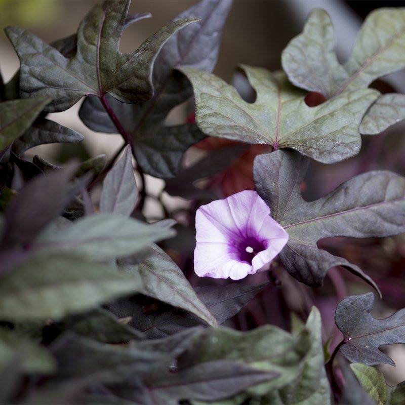 Koristebataatin Ipomoea batata kukka