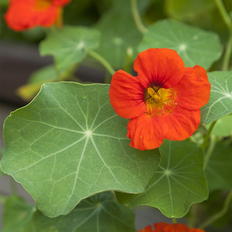 Köynnöskrassi Tropaeolum majus kukka