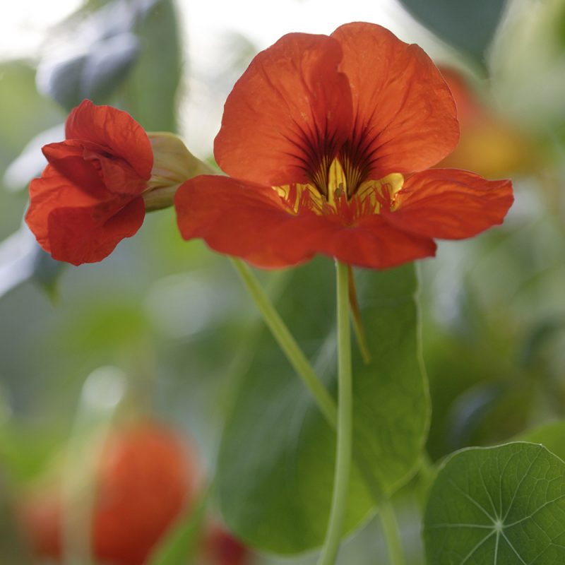 Köynnöskrassi Tropaeolum majus, oranssi