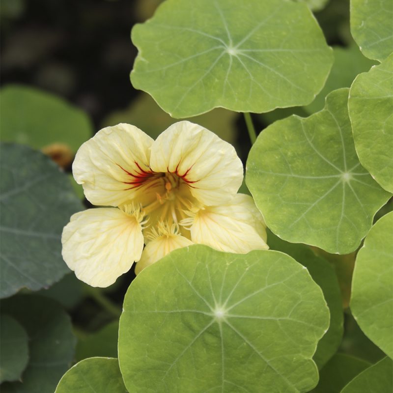 Köynnöskrassi Tropaeolum majus, keltainen