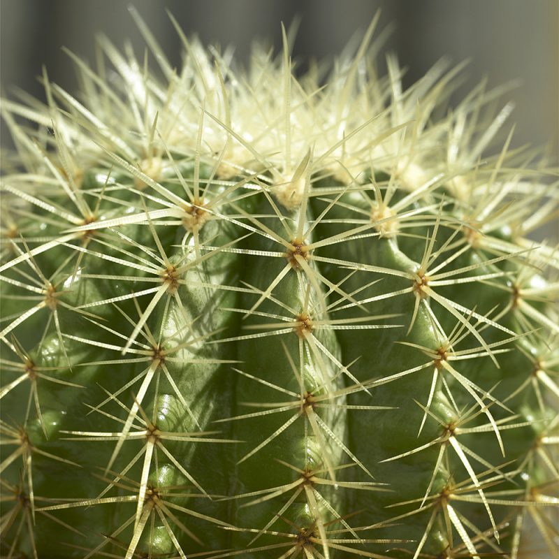 Kultasiilikaktus Echinocactus grusonii