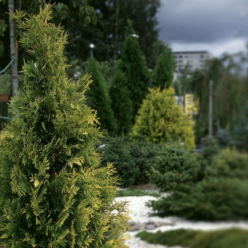 Kultatuija Thuja occidentalis