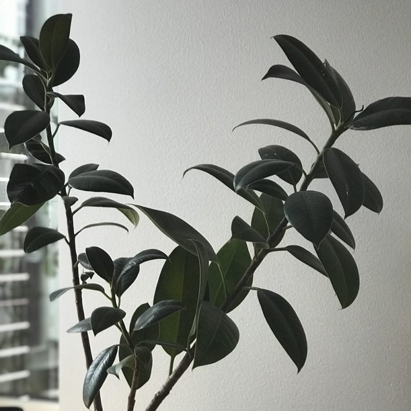 Kumiviikuna Ficus elastica Kekkilä