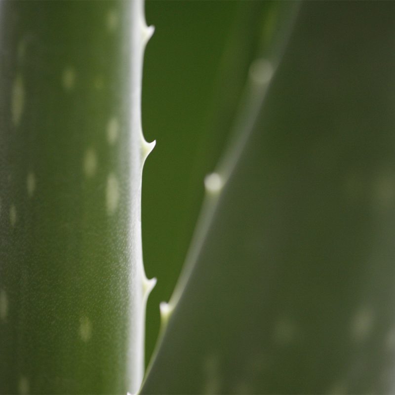 Lääkeaaloe Aloe vera lehti
