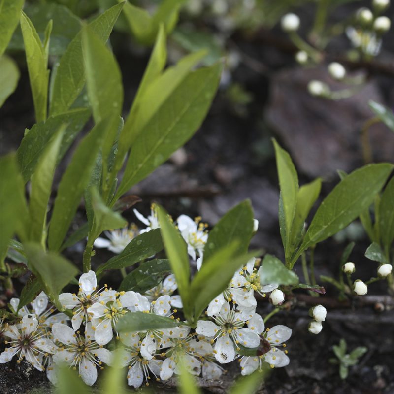 Lamohietakirsikka Prunus pumila var. depressa