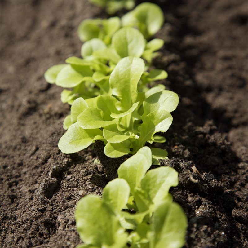 Lehtisalaatti Lactuca sativa