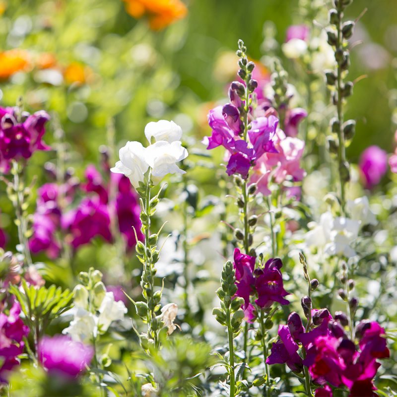 Leijonankita antirrhinum majus